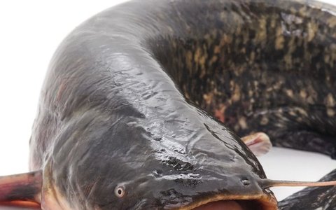 Catfish (Fresh)