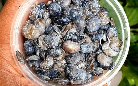 Iru (Locust Beans)