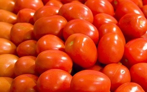 Fresh Tomatoes