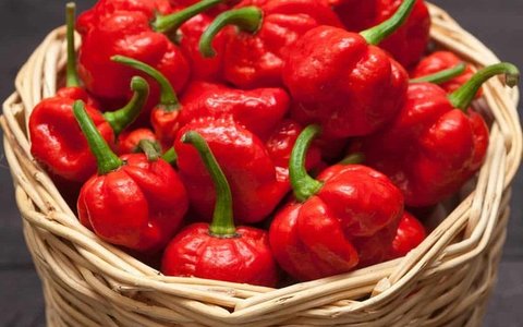 Rodo (Scotch Bonnet Pepper)
