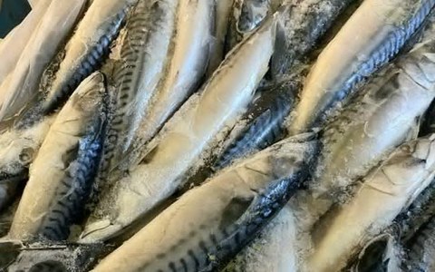 Titus Fish (Mackerel)