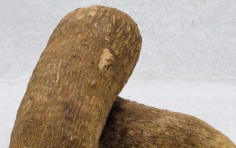 Yam Tuber